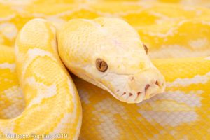 Blonde Tiger Reticulated Python