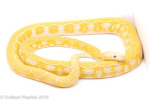 Blonde Tiger Reticulated Python