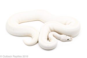 Blue Eyed Lucy Ball Python
