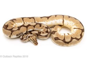 Bumblebee Ball Python