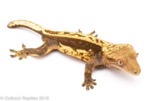 Crested Gecko for sale