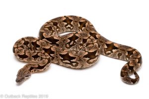 Dumerils Boa