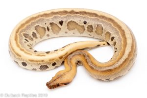 Ghost stripe borneo short tail python
