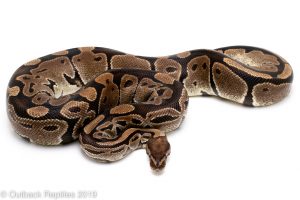 Ball pythons for sale