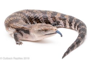 Irian Jaya Blue Tongue Skink