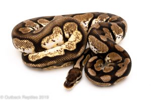 Pastel Sugar ball python for sale