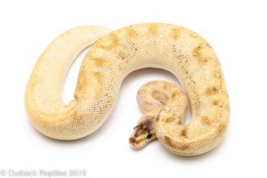 Pastel Champagne Ball Python