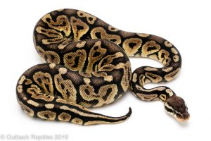 Pastel Huffman ball python