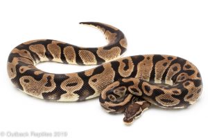 Pastel ball python