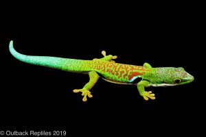 Peacock Day Gecko