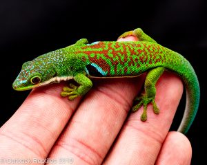 Peacock Day Gecko