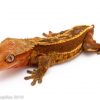 Red Crested gecko