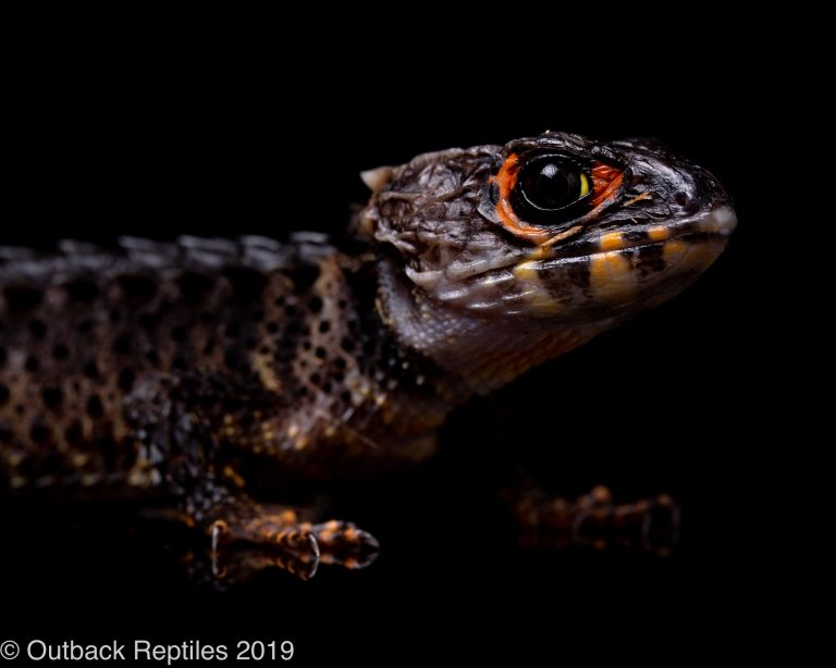 red eyed crocodile skink plush