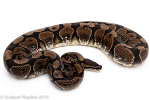 Sugar Ball Python