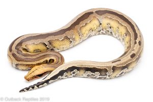 Super Stripe Borneo SHort Tail Python