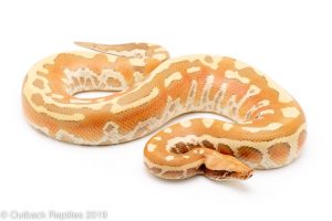 T positive Albino Blood Python