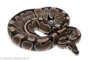 VPI Axanthic Ball Python