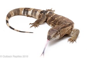 White throat monitor