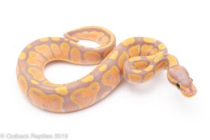 Banana Ball Python