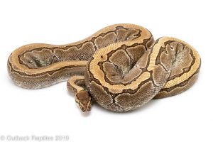 Kingpin female