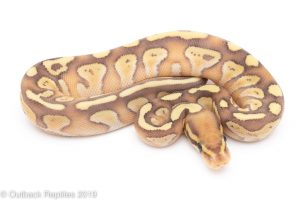 Lesser Banana ball python
