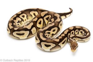Pastave Ball Python