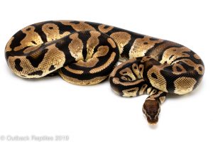 Pastel ball python for sale