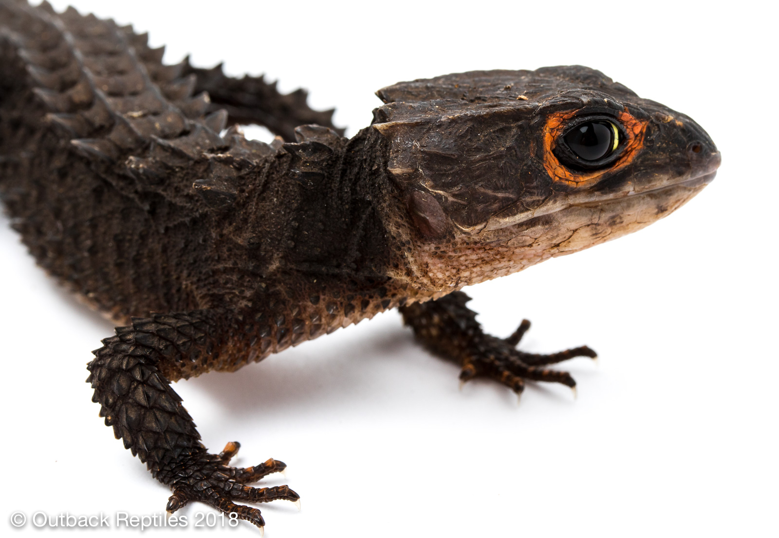 Red Eye Croc Skink.