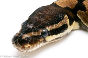 Scaleless Head Ball Python