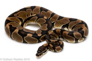 Scaleless Head Ball Python