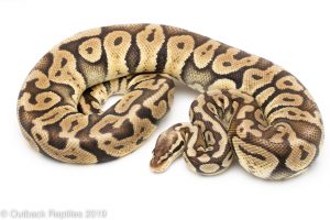 Super Pastel ball python
