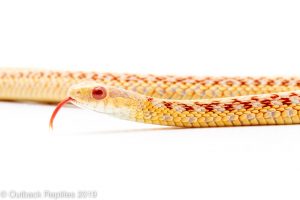 ALbino garter snake