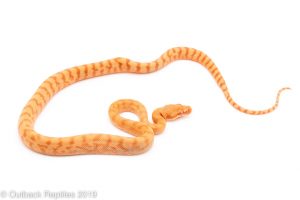 Albino Carpet Python