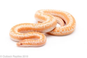 Albino Rosy Boa