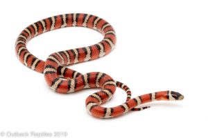 Arizona Mountain Kingsnake