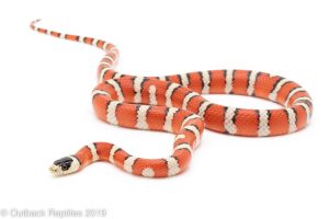 Arizona Mountain kingsnake