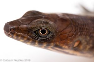 Eugongylus albofasciatus