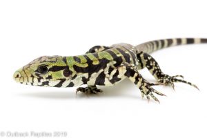 Argentine black and white tegu