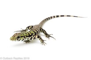 Argentine black and white tegu