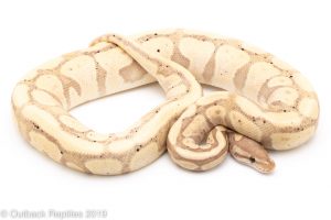 Banana Red Stripe