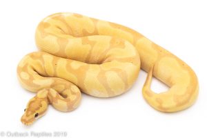 Banana Super Enchi