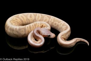 Banana Black Pewter ball python