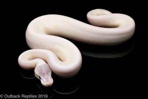 Blue eyed lucy ball python