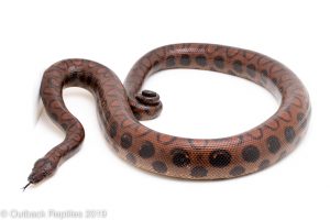 Brazilian Rainbow Boa