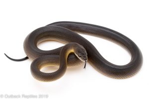 Brown Water Python