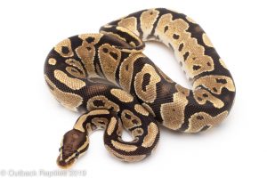 Fire Ball Python