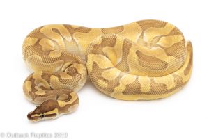 Enchi Lesser