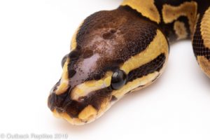 Fire Scaleless head