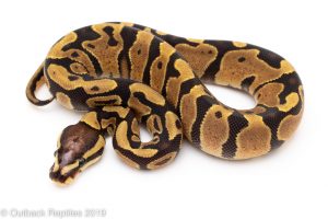 Fire Scaleless Head