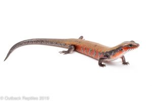Fire Skink
